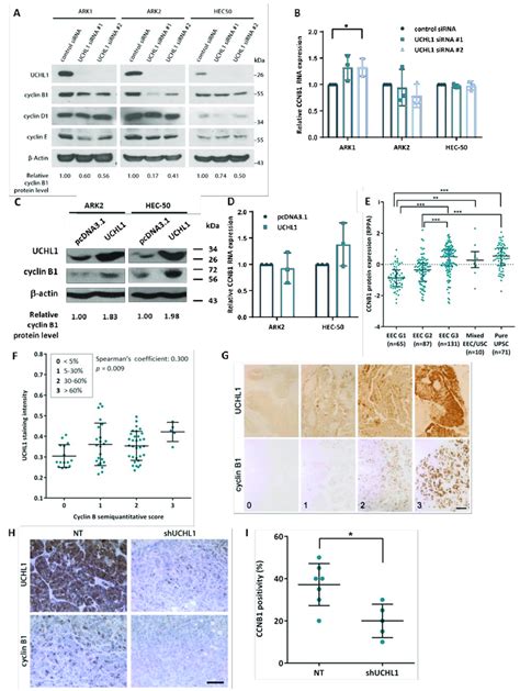 Cyclin B1 protein is upregulated by UCHL1. (A) Expression of cyclin... | Download Scientific Diagram