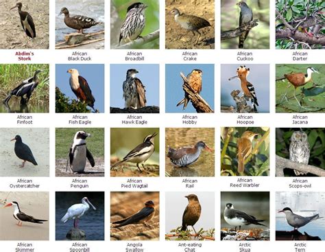 South African Bird Species | South african birds, Bird species, Birds