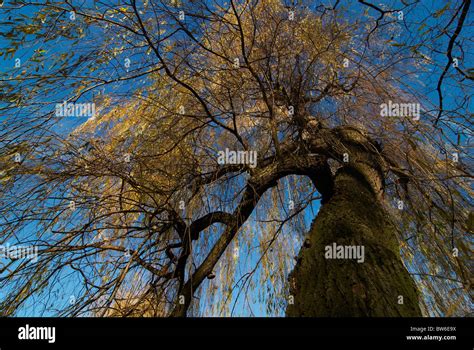 Trees in fall colors, forest in autumn Stock Photo - Alamy