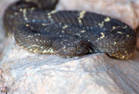 Arizona Black Rattlesnake Research - Tonto National Monument (U.S ...