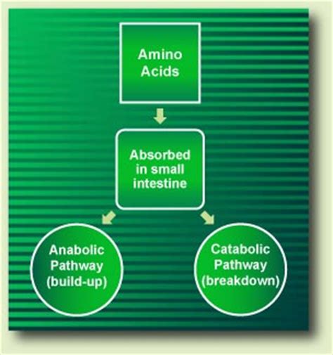 Compare catabolic and anabolic pathways - giamuth.com