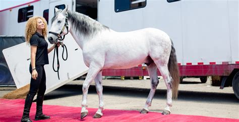 Cavalia horses trot onto the red carpet of Montreal's biggest ...