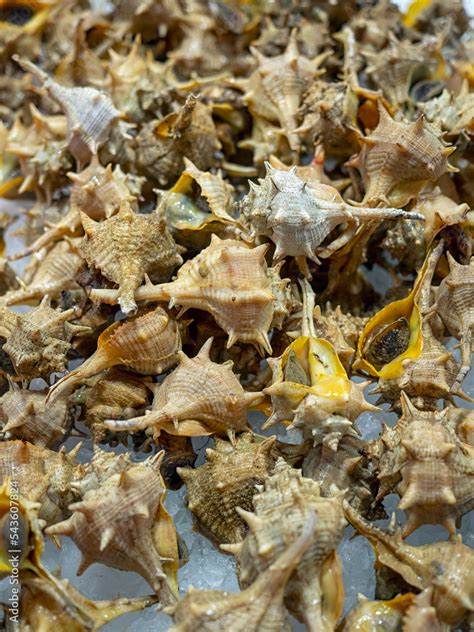 Purple Dye Murex or Spiny Dye-Murex (Bolinus brandaris) sea snails at a Spanish Market Stock ...