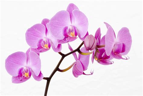 How long do Orchids Live Growing Indoors?