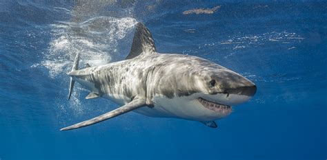 Sharks: one in four habitats in remote open ocean threatened by ...