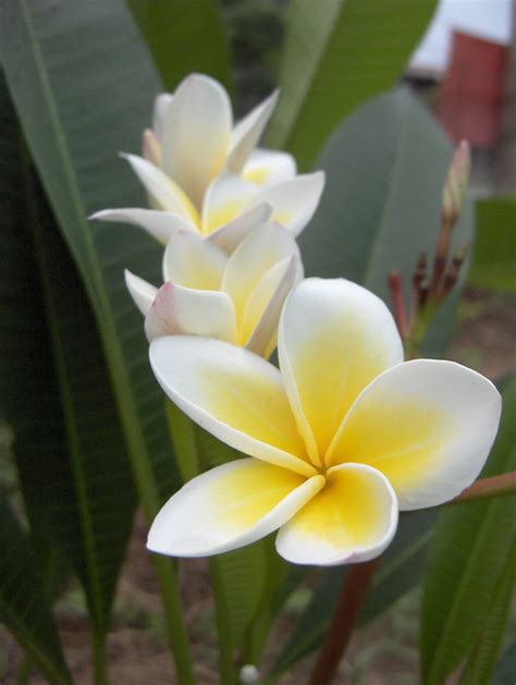 Plumeria alba — Frangipani — kirit.com