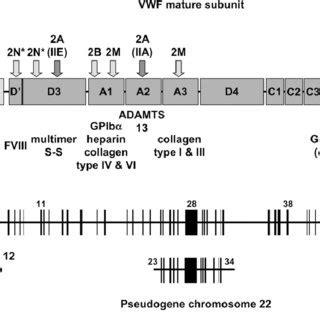 Structure of the von Willebrand factor (VWF) precursor, its gene and ...