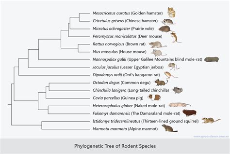 Evolution – The Process | Good Science