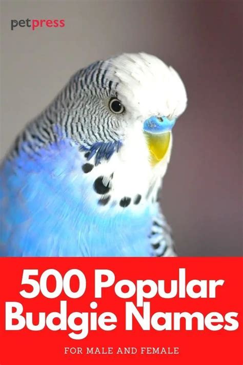 500 Most Popular Names for Budgies for Boys and Girls | PetPress | Budgie names, Budgies, Blue ...