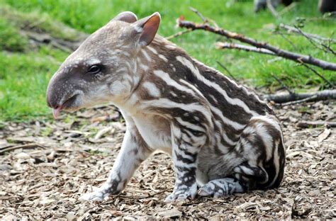 WildLife: Beautiful Tapir Animal