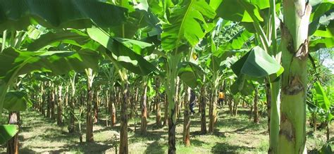 Banana Farming in Kenya 2018 Tuko.co.ke