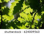 Oak Tree And Sun Free Stock Photo - Public Domain Pictures