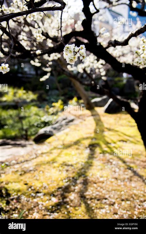 Ume festival,Yushima Tenmangu,Bunkyo-Ku,Tokyo,Japan Stock Photo - Alamy