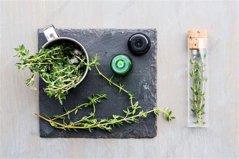 Essential oil of thyme (Thymus vulgaris) - Stock Image - C035/3934 - Science Photo Library