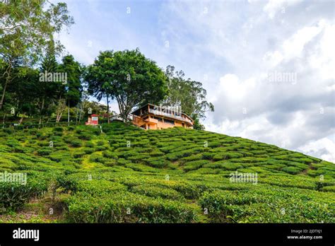 Tea Plantation Cameron Highlands (Cameron Valley Stock Photo - Alamy