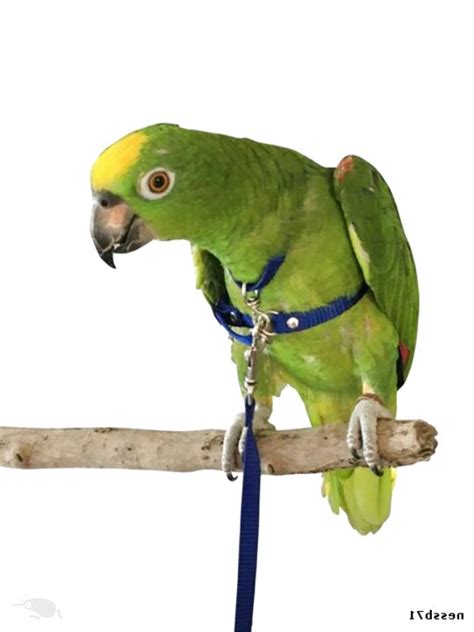 Parrot Harness for sale in UK | 37 used Parrot Harness