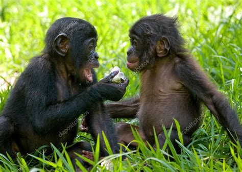 Baby Bonobo monkeys — Stock Photo © GUDKOVANDREY #94266636