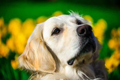 How To Groom Your Golden Retriever (Step By Step) – Golden Hearts