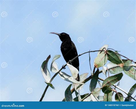 Black sunbird stock photo. Image of flower, chested - 148518760