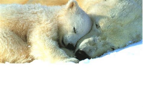 Hibernation-Polar Bear Facts