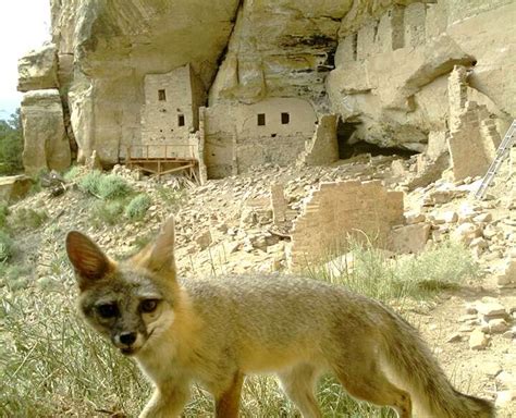 Wildlife at home among Mesa Verde National Park’s ancient dwellings ...