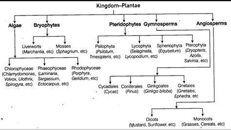 Kingdom Plantae Diagram