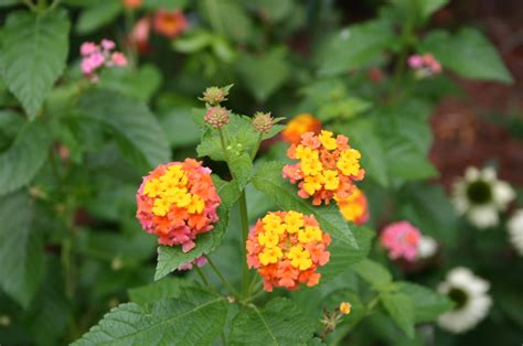 Planting lantana seed | Walter Reeves: The Georgia Gardener