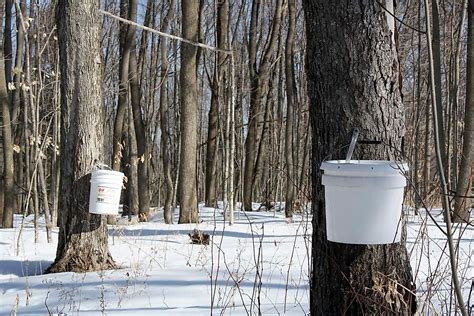 The World's Top Producers of Maple Syrup - WorldAtlas