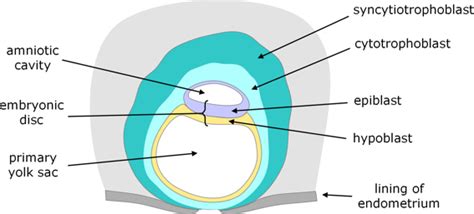 Embryonic development of mammals (humans)