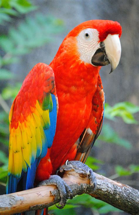 10+ Burung Parrot, Percantik Hunian!