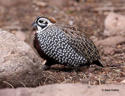 Montezuma Quail | This may have been my most-wanted bird, wh… | Flickr