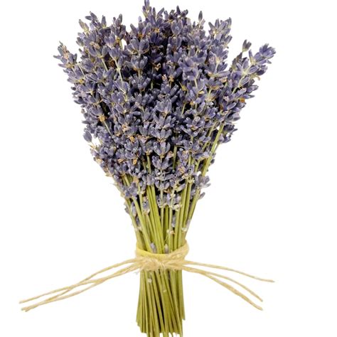 Small French Lavender Bouquet – houseoflilac