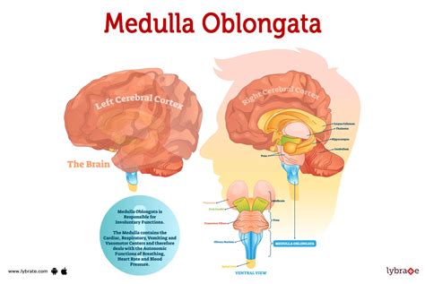 Medulla Oblongata (Human Anatomy): Picture, Functions, Diseases, and ...