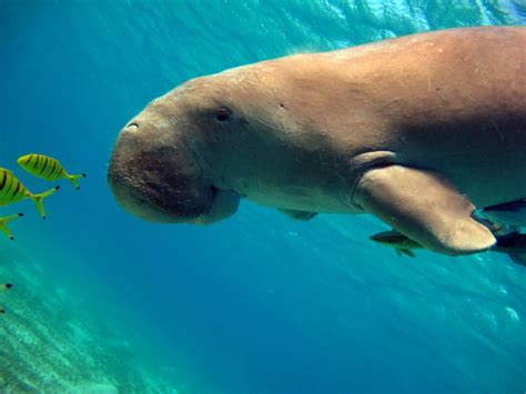 Baby Dugong Stock Photos, Pictures & Royalty-Free Images - iStock