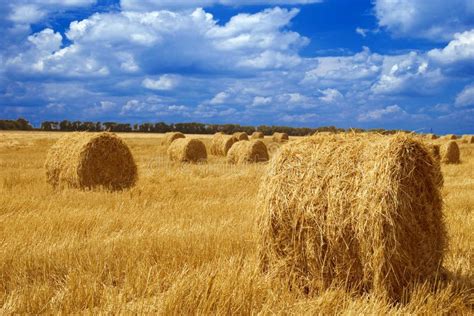 Field after harvest stock image. Image of nature, dramatic - 6043687