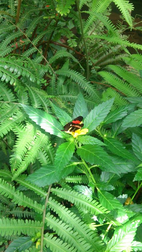 Schmetterlingshaus insel mainau Plant Leaves, Plants, Butterfly House ...