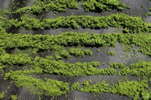 Drying Duckweed Sustainably | Urban farming, Aquaponics greenhouse, Garden shed diy