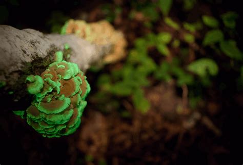 10 Cool Facts About Bioluminescent Mushrooms (and Where to Find Them ...