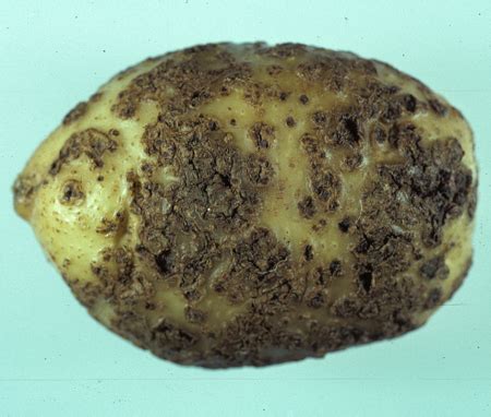 Vegetable: Potato, Scab | Center for Agriculture, Food, and the Environment at UMass Amherst