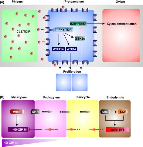 Protoxylem differentiation and specification mechanisms. (a) The ...