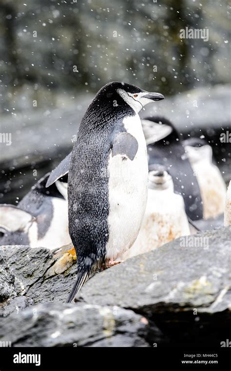 Penguins on the Elephant Island Stock Photo - Alamy