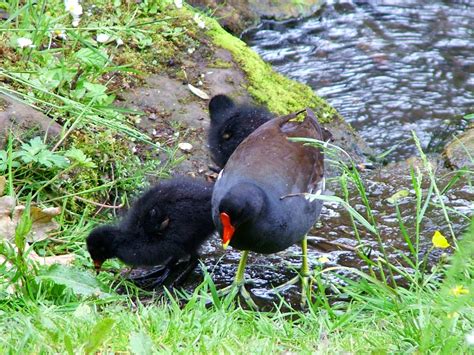 moorhen and chicks Free Photo Download | FreeImages