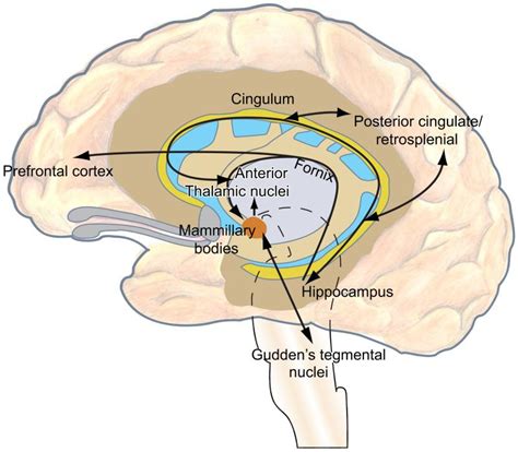 Fornix Function It is one of the commissural fibers connecting the cerebral hemispheres