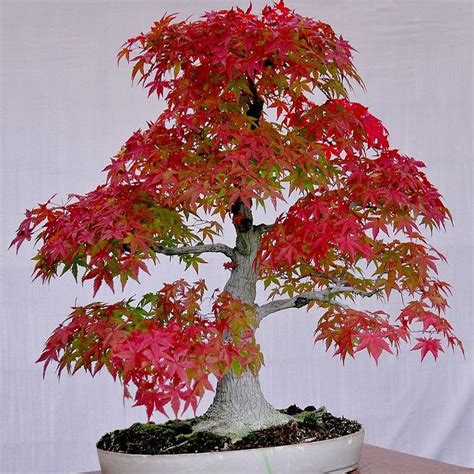 Rare American Red Maple Bonsai Tree - 20 Fresh Viable Seeds Pot Plants ...