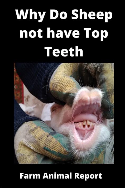 9 Functions: Do Sheep Have Top Teeth?