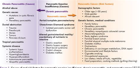 [PDF] Pancreatic Exocrine Insufficiency Diagnosis and Treatment in ...