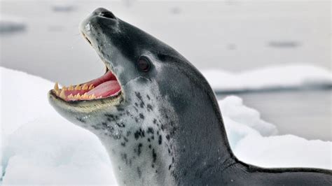 Leopard Seals