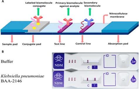 Lateral Flow Assay Market Breakthroughs: Transformative Solutions for Diagnostics | by ...