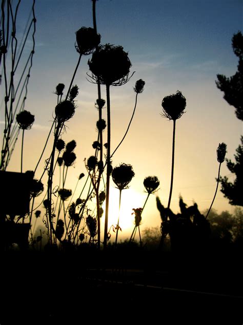 Crazy Photography Ideas: 20+ Expressive Silhouette Photography