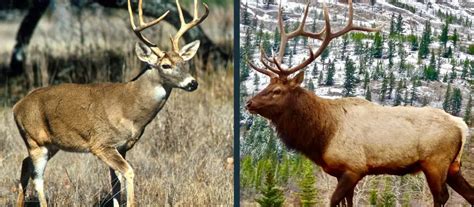 Deer vs Elk Comparison | Difference Between Elk & Other Deer Species?